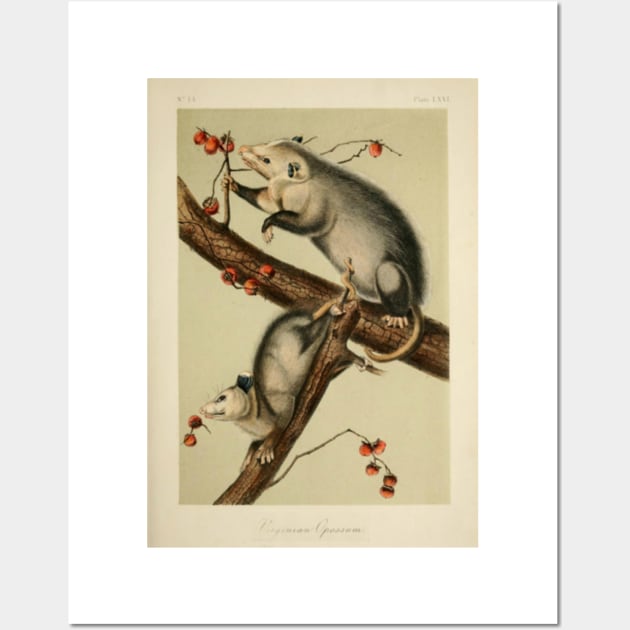 Vintage Opossums Wall Art by bluespecsstudio